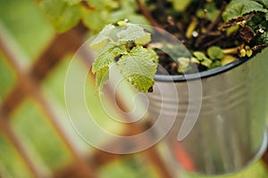 Selettivo concentrarsi da menta foglie sospeso sul secchio 