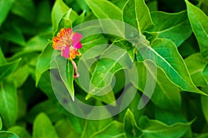 Selective focus shot of Mirabilis jalapa, red and yellow flowers with green leaves