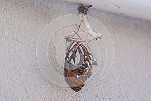 Selective focus shot of a monarch butterfly getting out of the cocoon