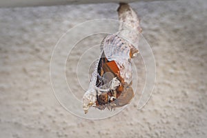 Selective focus shot of a monarch butterfly getting out of the cocoon