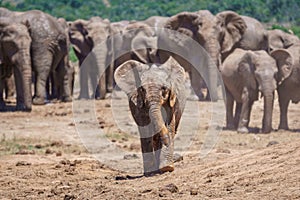Selective focus shot of a moody baby elephant walking toward a camera with an elephant herd behind