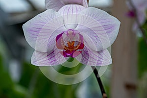 Selective focus shot of a moon orchid or moth orchid flower