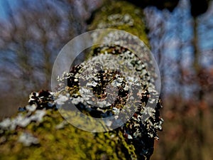 Selective focus shot of moss growing on a tree trunk