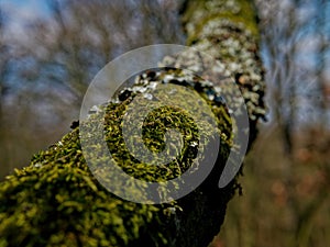 Selective focus shot of moss growing on a tree trunk