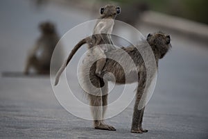 Selective focus shot of a mother baboon with her baby riding on her back