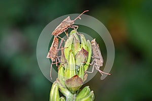 Selective focus shot of moths on a flower stem