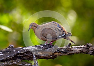 Selective focus shot of a mourning dove (Zenaida macroura) perched on a branch