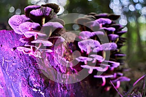 Selective focus shot of mushrooms illuminated by violet lights on a tree bark