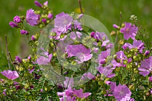 Selective focus shot of musk-mallow flowers blooming in the field