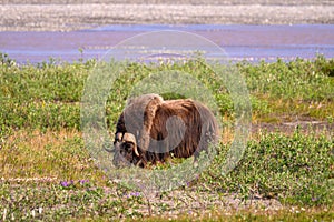 Selective focus shot of a Muskox grazing on the North Slope of Alaska photo