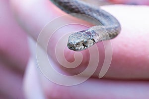 Selective focus shot of a newborn baby brown snake known as Storeria dekayi