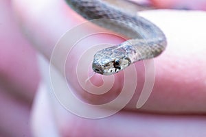 Selective focus shot of a newborn baby brown snake known as Storeria dekayi