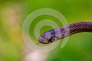 Selective focus shot of a newborn baby brown snake known as Storeria dekayi