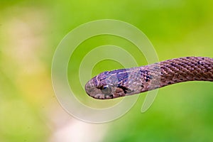 Selective focus shot of a newborn baby brown snake known as Storeria dekayi