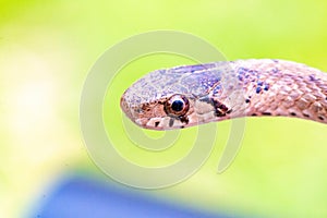 Selective focus shot of a newborn baby brown snake known as Storeria dekayi