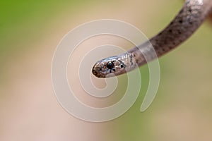 Selective focus shot of a newborn baby brown snake known as Storeria dekayi