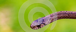 Selective focus shot of a newborn baby brown snake known as Storeria dekayi