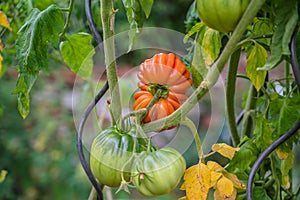 Selective focus shot of Nina tomato branches