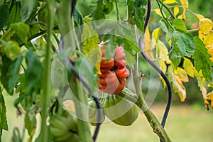 Selective focus shot of Nina tomato branches