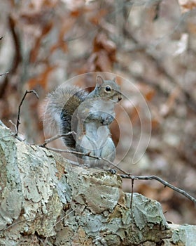 Selective focus shot of a North American gray squirrel (sciurus carolinensis) in the forest