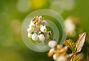 Selective focus shot of the northern highbush blueberry blossoms on trees in the garden