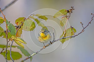 Selective focus shot of northern parula (Setophaga americana) perched on branch in Lyme, Connecticut