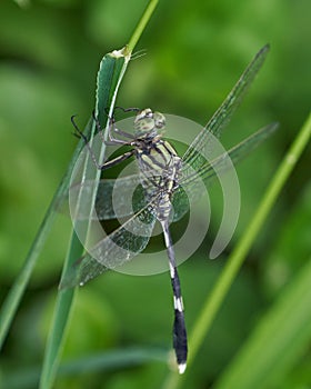 Selective focus shot of an Odonata insect on a plant leaf
