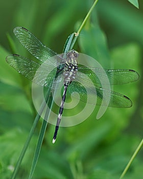 Selective focus shot of an Odonata insect on a plant leaf