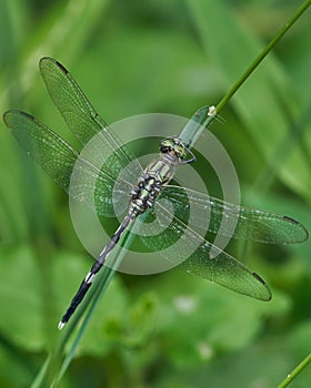 Selective focus shot of an Odonata insect on a plant leaf