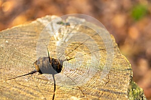 Selective focus shot of an old tree trunk with a hole in the center