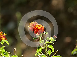Selective focus shot of orange blooming Lantanas flowers