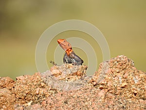 Selective focus shot of an orange and gray agama lizard on the stones