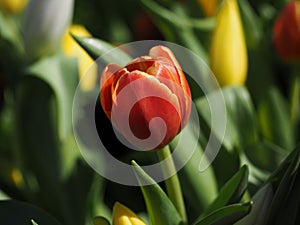 Selective focus shot of an orange tulip in the field in the daylight