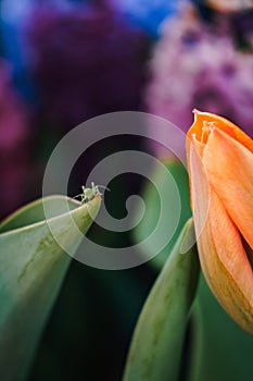 Selective focus shot of an orange tulip in the garden