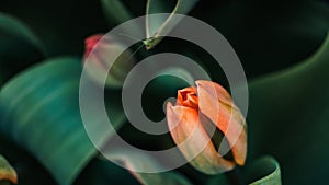 Selective focus shot of an orange tulip in the garden