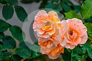 Selective focus shot of orange Westerland rose flowering plants growing in the garden