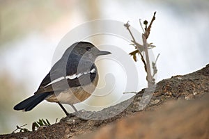 Selective focus shot of an Oriental Magpie-Robin bird perched on a tree branch