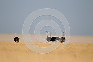 Selective focus shot of ostriches in a dry grassy field in the distance