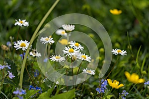 Selective focus shot of Oxeye Daisy flowers blooming