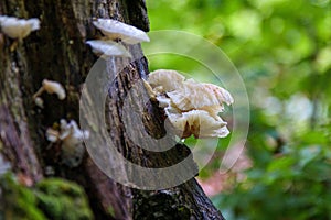 Selective focus shot of oyster mushrooms growing on a tree trunk in the woods with blur background