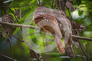 Selective focus shot of papuan frogmouth birds perched on a tree branch