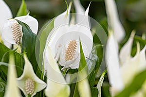 Selective focus shot of peace lilies in a garden