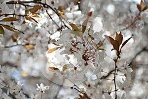 Selective focus shot of pear blossom branches