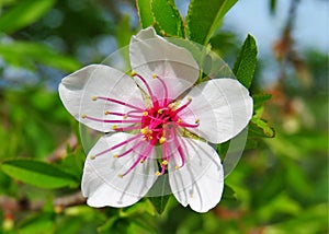 Selective focus shot of a pear blossom flower