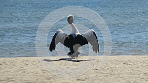 Selective focus shot of a Pelican with an open wingspan standing on sand at the beach