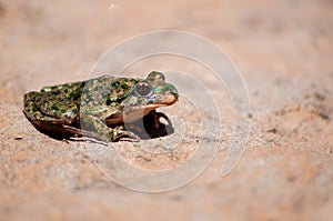 Selective focus shot of a Pelodytes Punctatus (common parsley frog)