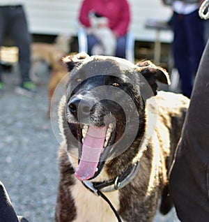 Selective focus shot of a Perro Majorero dog with its tongue out photo