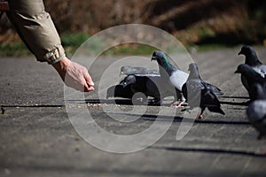 Selective focus shot of a person feeding a flock of pigeons on the ground