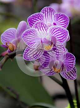 Selective focus shot pf purple Phalenopsis Orchid