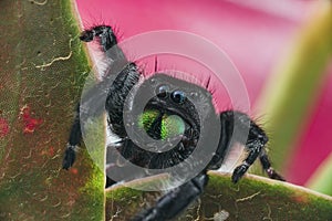 Selective focus shot of a Phidippus audax spider on the green leaves